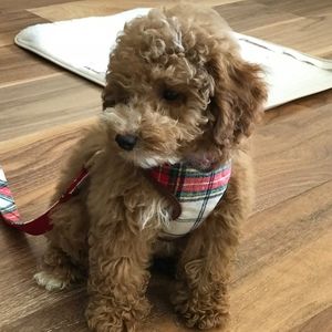 Meet your Posher, Christina